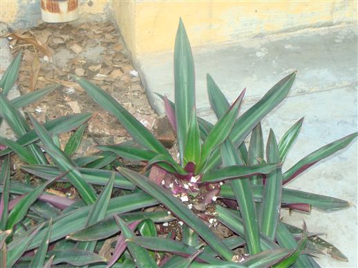 Tradescantia spathacea
